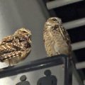 海遊館プロデュースの水族館ニフレルに行ってきた